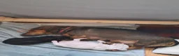 Jackshund dogs for sale: Jackshund  in Girvan - Advert 8