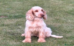 Cocker Spaniel dogs for sale: Outstanding of top quality show type puppies 🌈🐶 - Advert 17