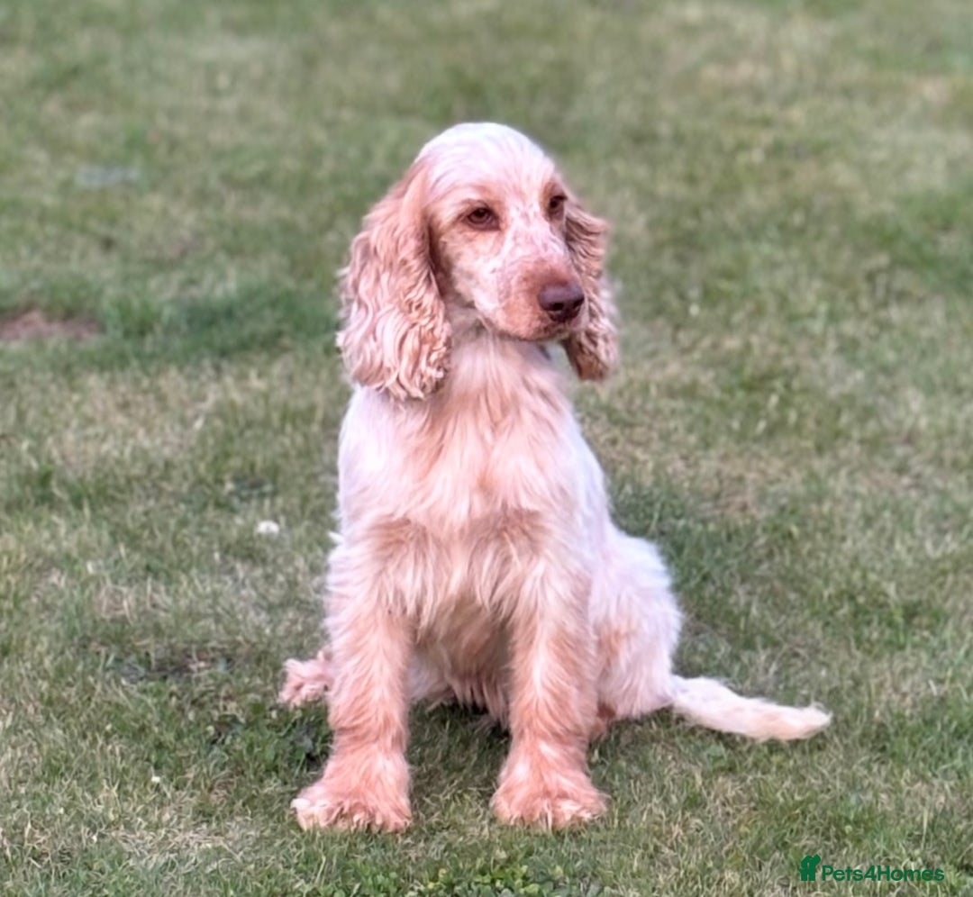 Cocker Spaniel dogs for sale: Outstanding of top quality show type puppies 🌈🐶 - Advert 17