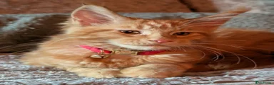 Maine Coon 3
