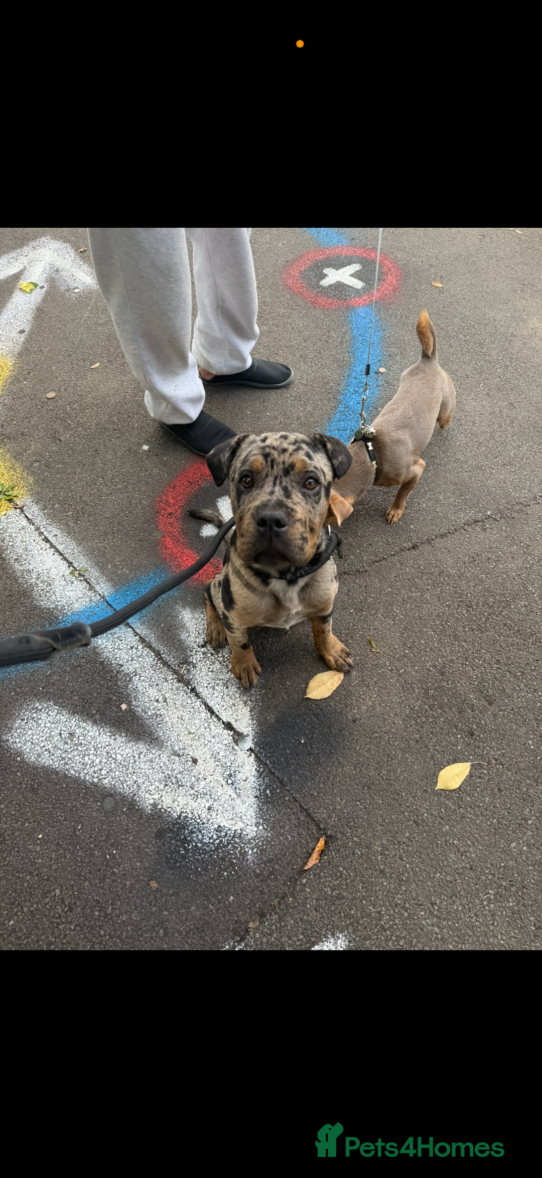 Mixed Breed dogs for sale: Merle cane corso puppy  - Image 1