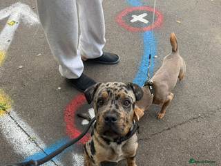 Mixed Breed dogs - Advert 11