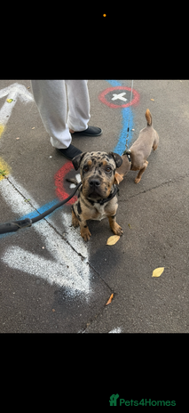 Mixed Breed dogs - Advert 12