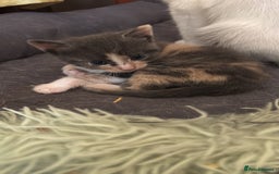 British Shorthair cats for sale: Beautiful loving kittens  - Image 15