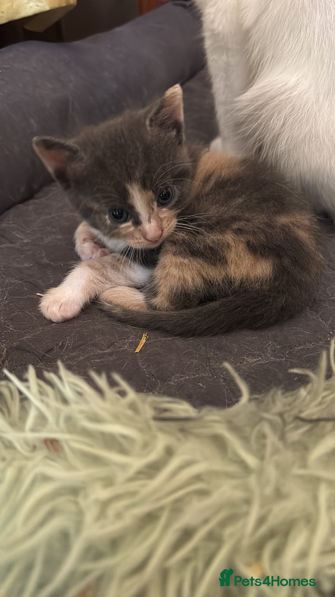 British Shorthair cats for sale: Beautiful loving kittens  - Image 15