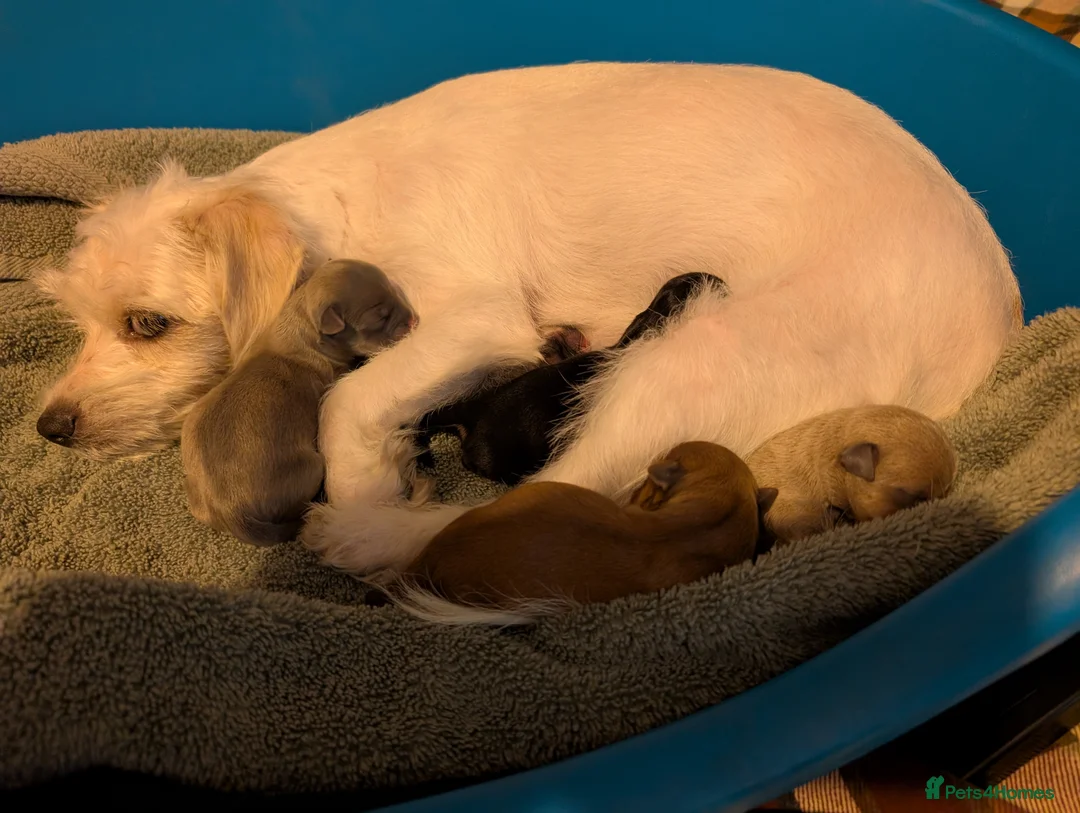 Chorkie dogs for sale: Beautiful Chorkie puppies for Sale  - Advert 6