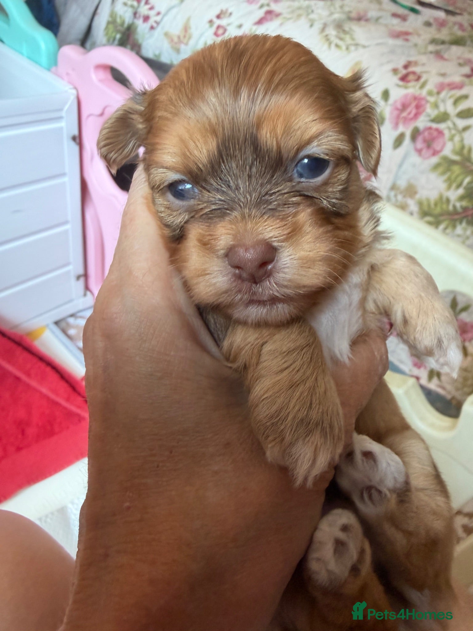 Havanese dogs Stunning KC Registered Havanese Puppies - Advert 2