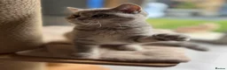 Scottish Fold cats for sale: Full pedigree Scottish fold kittens - Advert 24