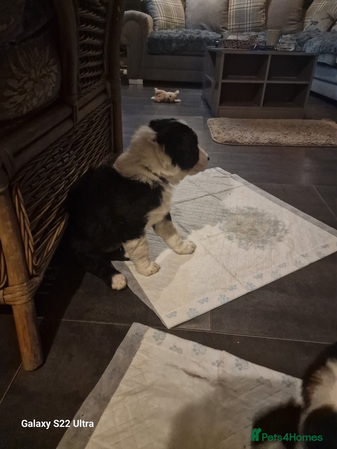 Mixed Breed dogs for sale: Boarder collie  - Advert 5