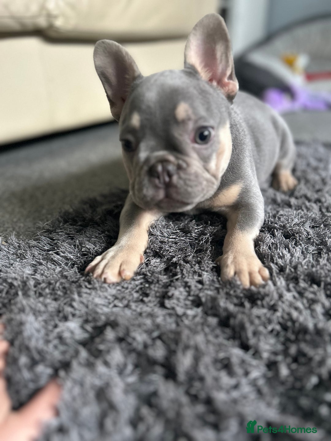 French Bulldog dogs for sale: *READY TO LEAVE* stunning lilac/tan girl frenchie - Image 4
