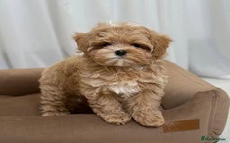 Maltipoo dogs for sale: Beautiful Best Friends Maltipoo toy puppies - Image 2