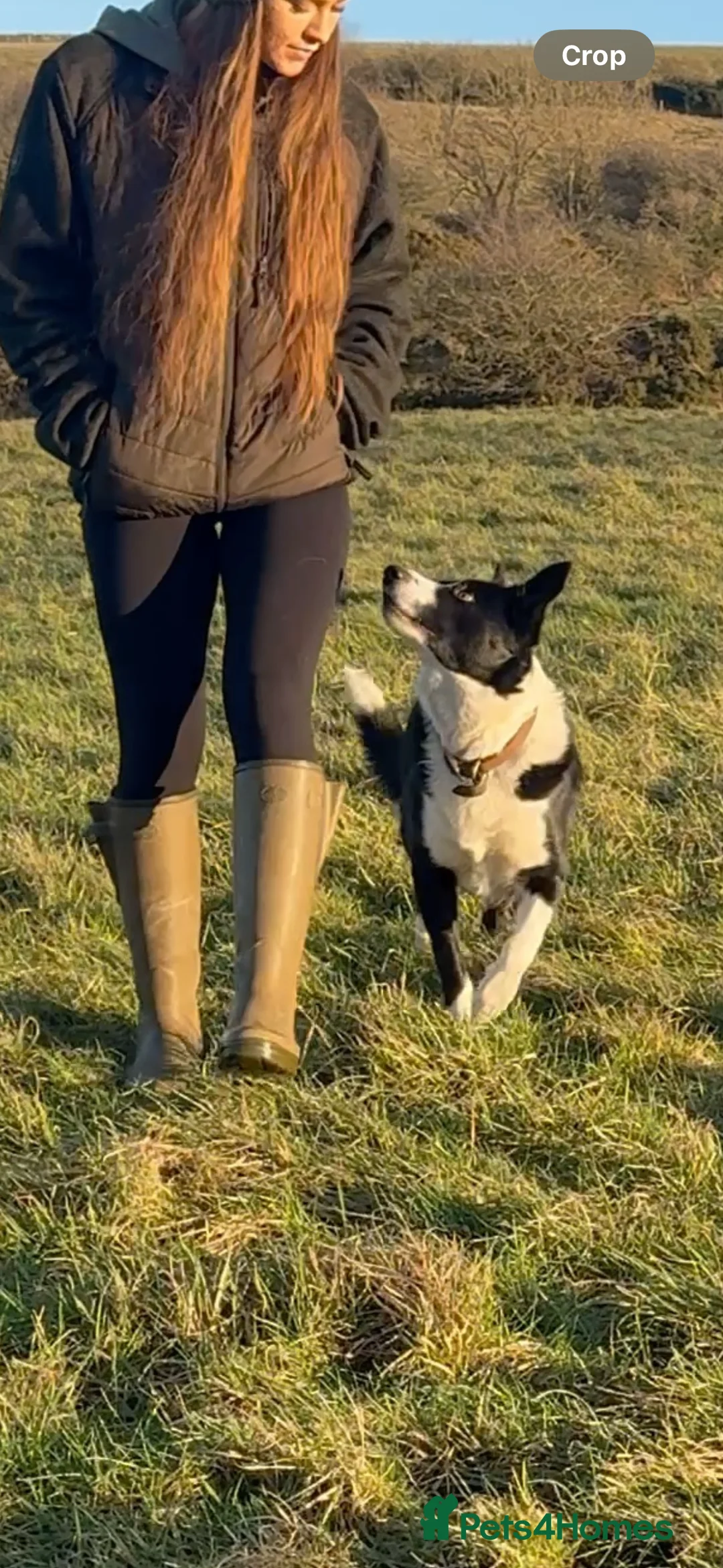 Border Collie dogs for stud: Proven Border Collie Stud | Strong Working Lines  - Advert 14