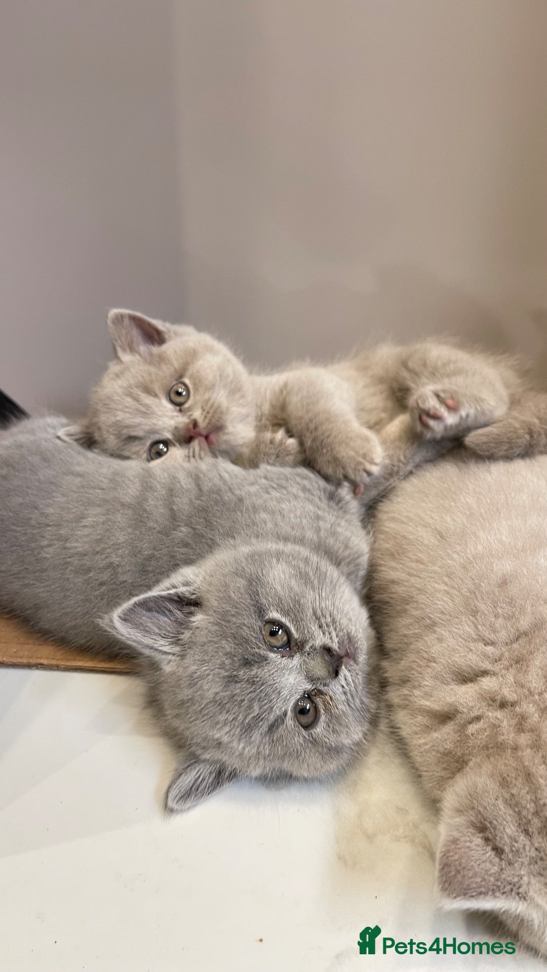 British Shorthair cats 💕🐾 Rare GORGEOUS PEDIGREE BSH KITTENS 🐱🥇💕 - Advert 1