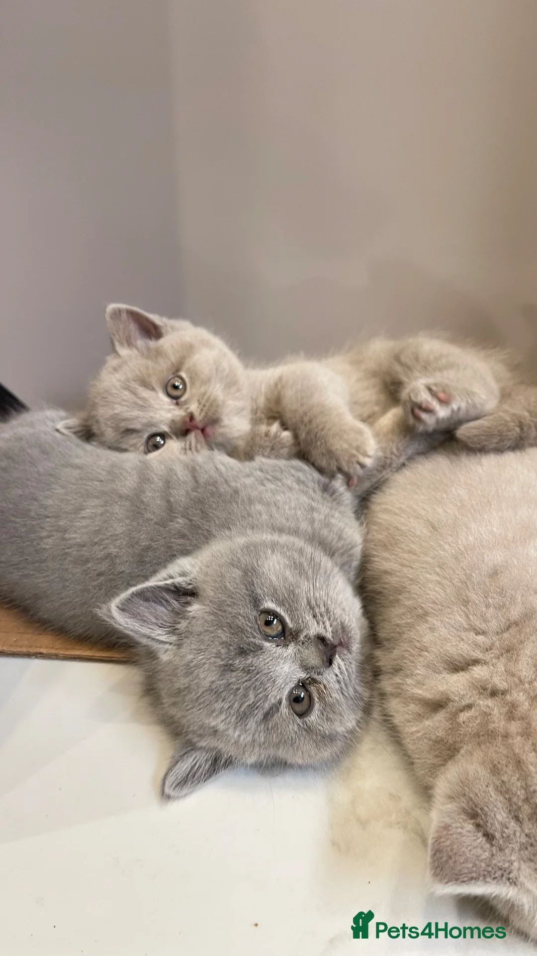 British Shorthair cats for sale: 💕🐾 Rare GORGEOUS PEDIGREE BSH KITTENS 🐱🥇💕 - Advert 1