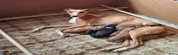 Whippet dogs for sale: KC Reg whippets  - Advert 1