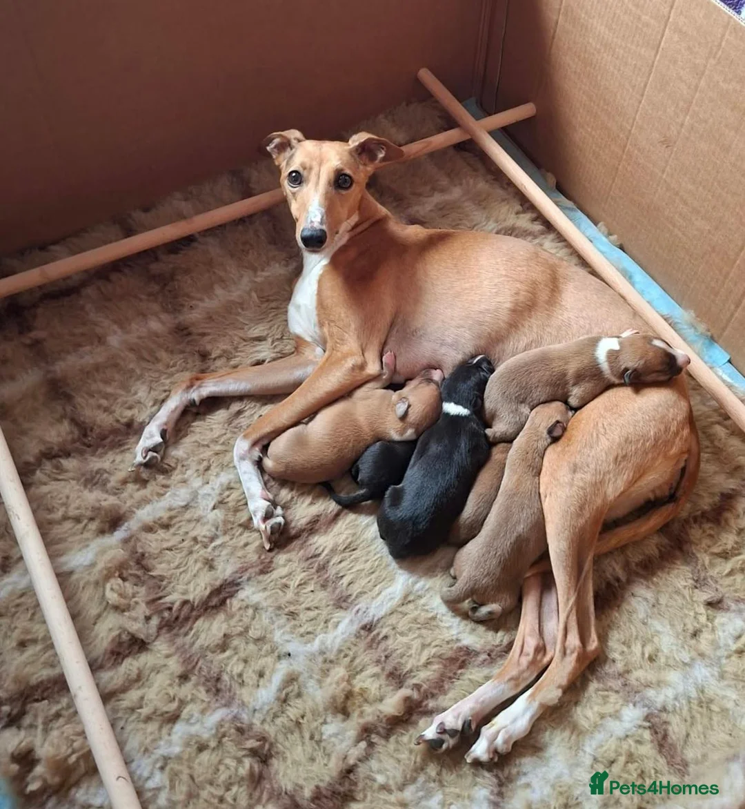 Whippet dogs for sale: KC Reg whippets  - Advert 1