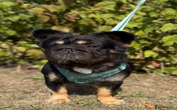 French Bulldog dogs for stud: 🦁Enzo🦁 Full Fluffy Frenchie  - Image 1