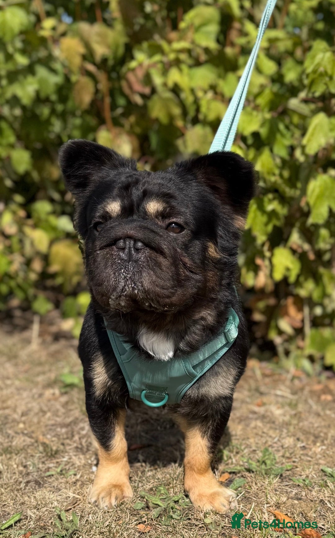 French Bulldog dogs for stud: 🦁Enzo🦁 Full Fluffy Frenchie  - Image 1