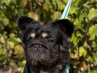 French Bulldog dogs - Advert 18