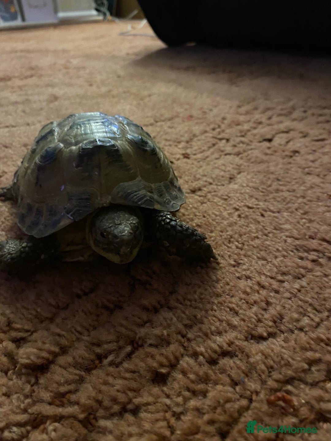 Tortoise reptiles for sale: Pair of Male Horsefield Tortoises with full set up - Advert 18