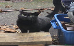 British Shorthair cats for sale: Nakita - Advert 2