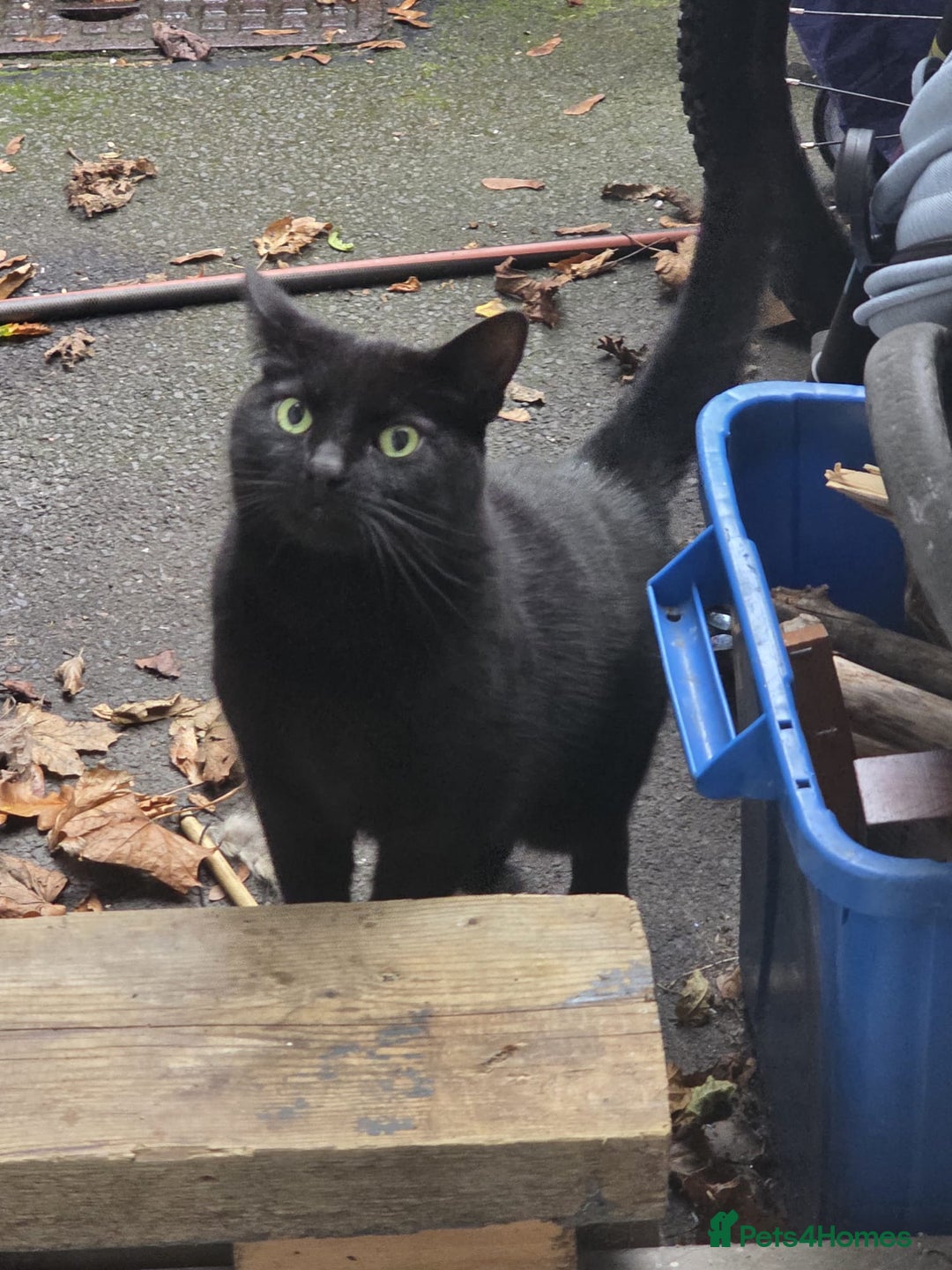 British Shorthair cats for sale: Nakita - Advert 2