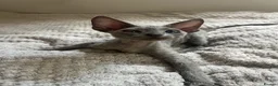 Devon Rex cats for sale: Affectionate Devon Rex kittens - Advert 14