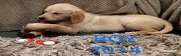Golden Retriever dogs for sale: GOLDEN RETRIEVER PUPS - Advert 13