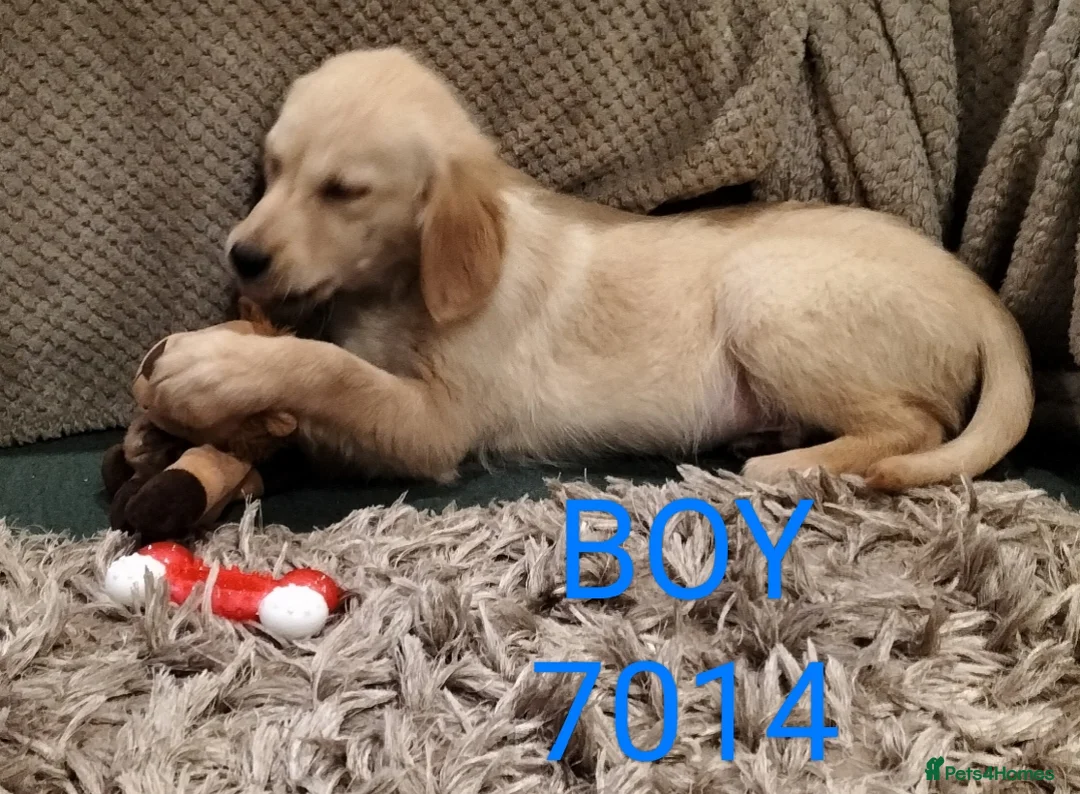 Golden Retriever dogs for sale: GOLDEN RETRIEVER PUPS - Advert 13