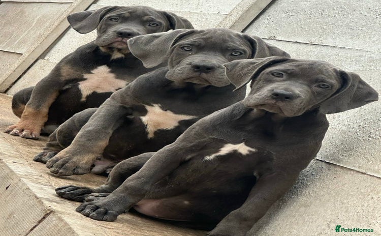 Cane Corso dogs - Advert 5