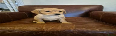 Golden Retriever Puppy 8