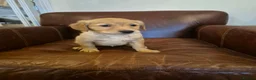 Golden Retriever dogs for sale: Gorgeous dark kc golden retriever pups - Advert 10