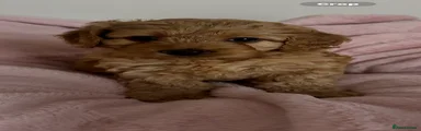 Cockapoo 5