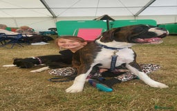 Boxer dogs for sale: Top Quality Boxer Puppies - Image 15