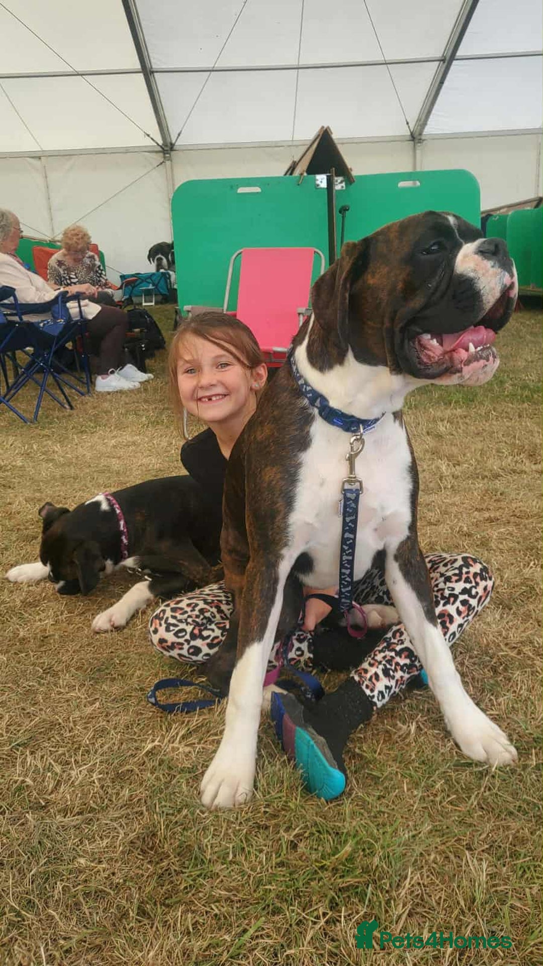 Boxer dogs for sale: Top Quality Boxer Puppies - Image 15