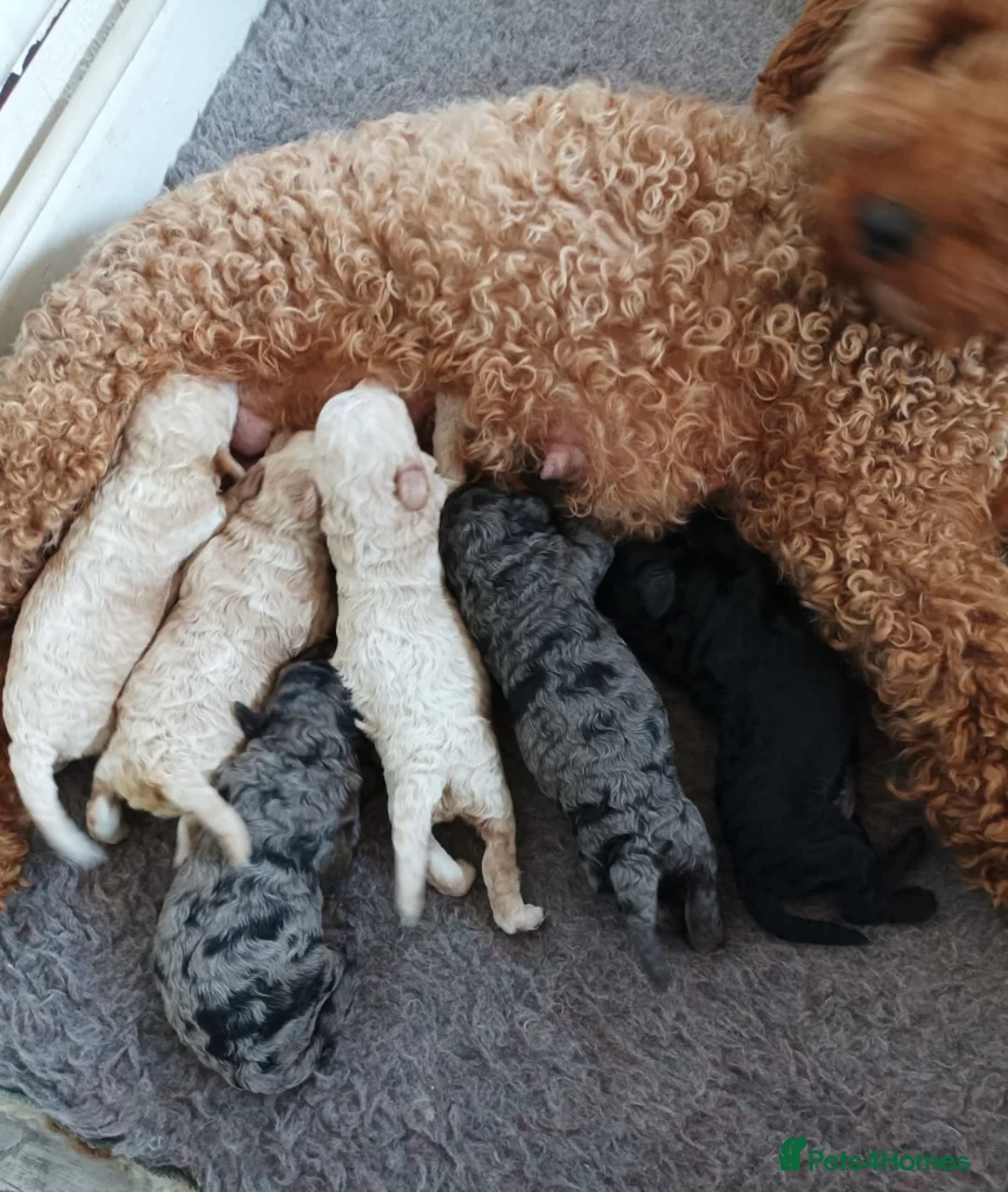 Miniature Poodle dogs for stud:  Blue/ Silver Merle carries chocolate Stud in Newcastle - Advert 18