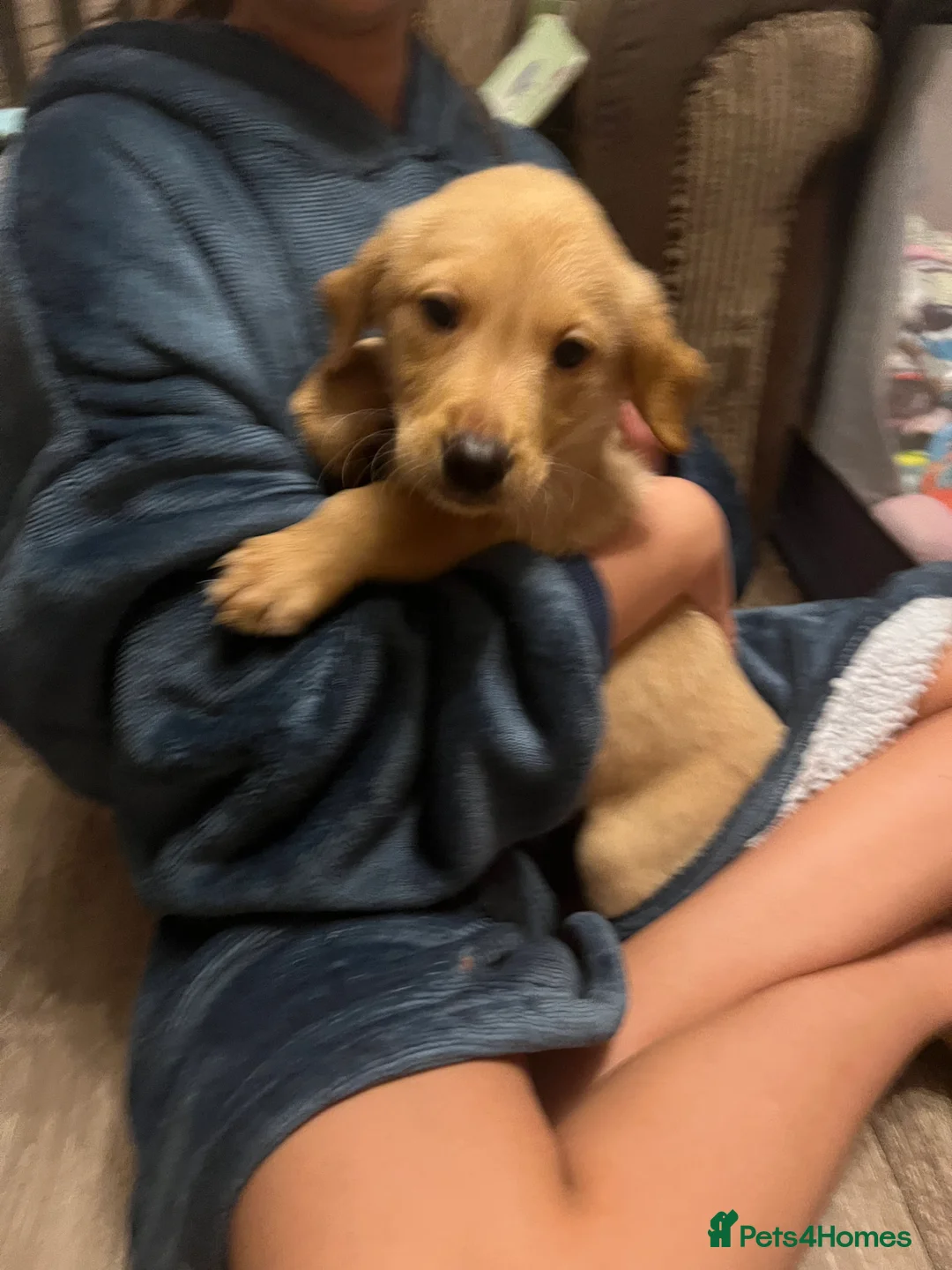 Labrador Retriever dogs for sale: Only one left KC Fox Red Labrador Puppies - Advert 15