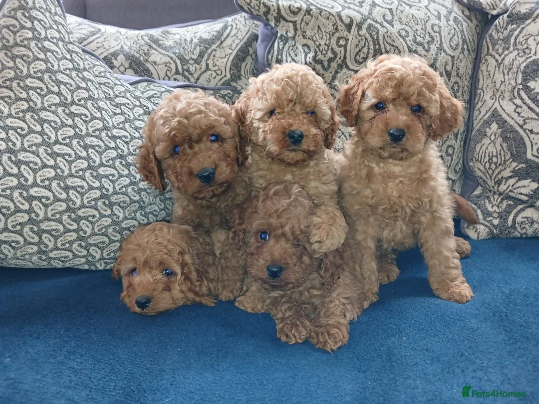 Cavapoo dogs for sale: Cavapoo puppies for sale in Ashby-de-la-Zouch - Advert 15
