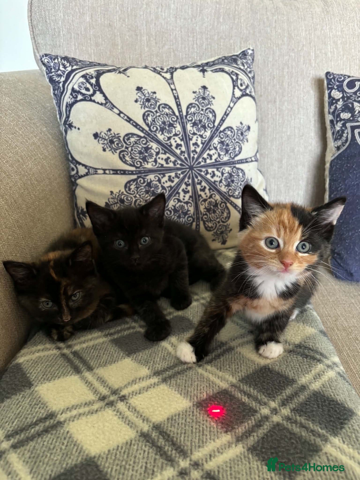 Mixed Breed cats Stunning Kittens Ready Soon - Hailsham - Advert 2