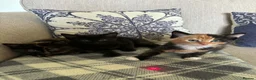 Mixed Breed cats for sale: Stunning Kittens Ready Soon - Hailsham in Hailsham - Advert 1