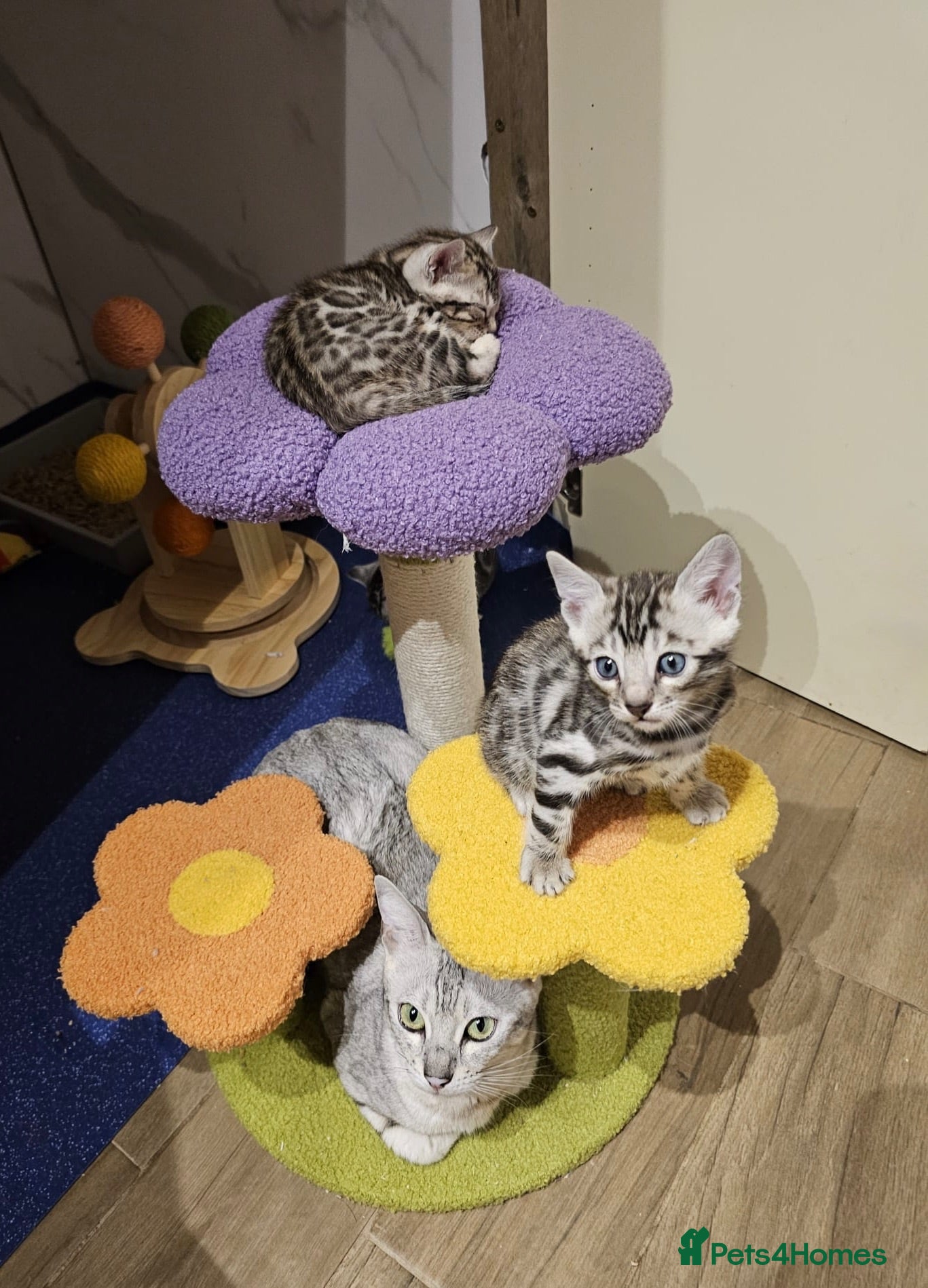 Bengal cats Stunning silver bengals. TICA reg & health tested - Advert 1