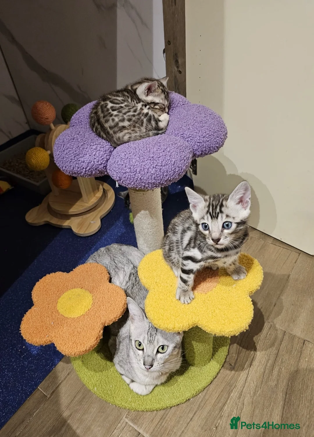 Bengal cats for sale: Stunning silver bengals. TICA reg & health tested - Advert 1