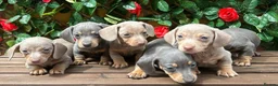 Miniature Dachshund dogs for sale: STUNNING RAINBOW MINIS KC REG PRA CLR - Advert 9