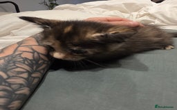 British Longhair cats for sale: 7 kittens boys and girls. British longhair cross  - Image 29