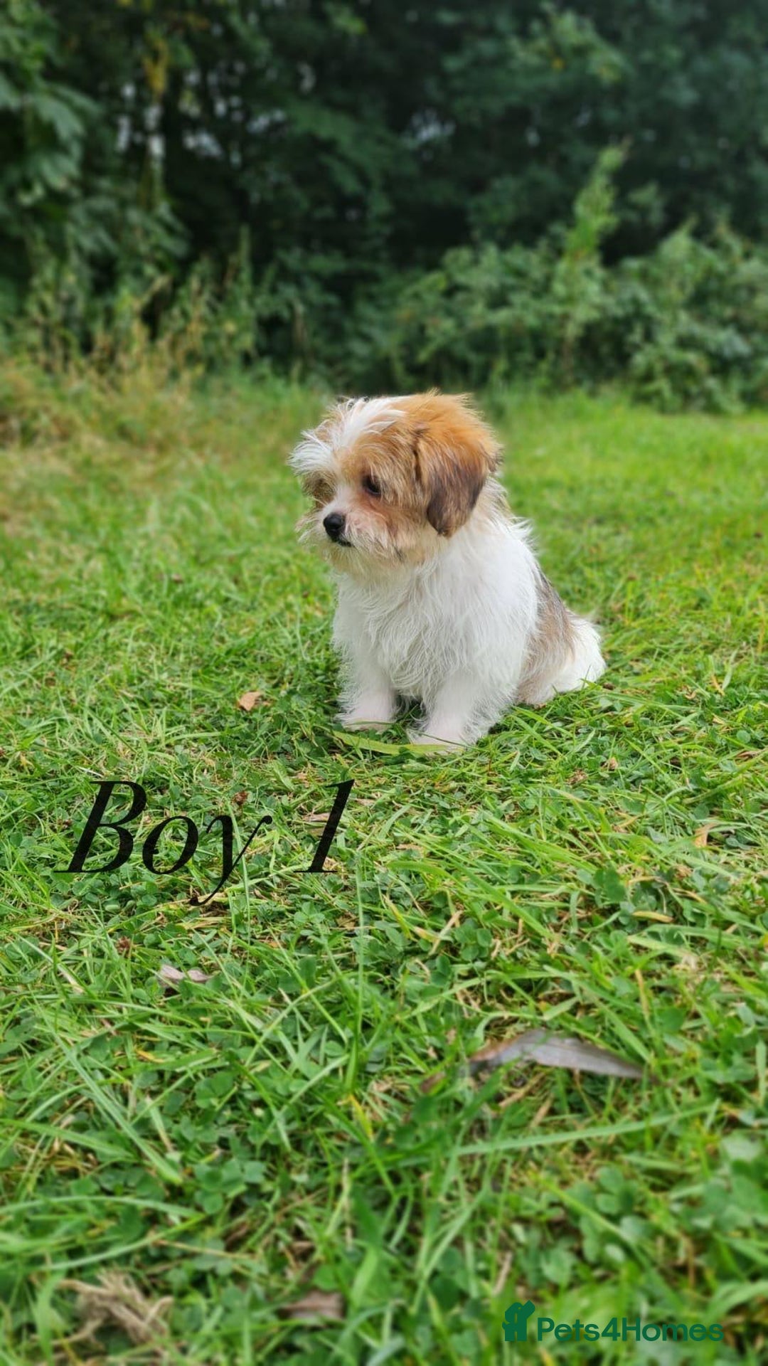 Shorkie dogs for sale: Shorkie pups ready now - Image 26