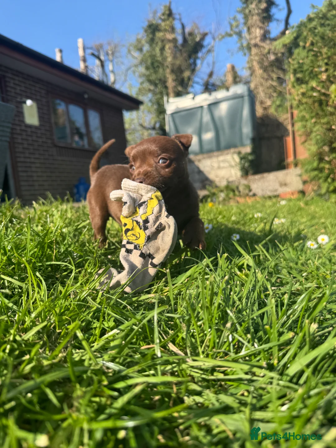 Patterdale Terrier dogs for sale: Adorable Patterdale Bitch  - Advert 1