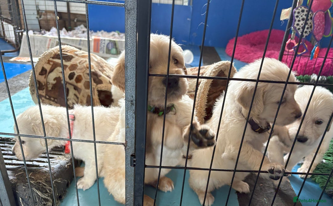 Golden Retriever dogs for sale: Fyffrind Meadow (Miss Purple)  - KC Reg. Goldies from a 5 Star Registered Breeder  - Image 10