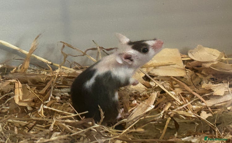 Mouse rodents - Advert 19