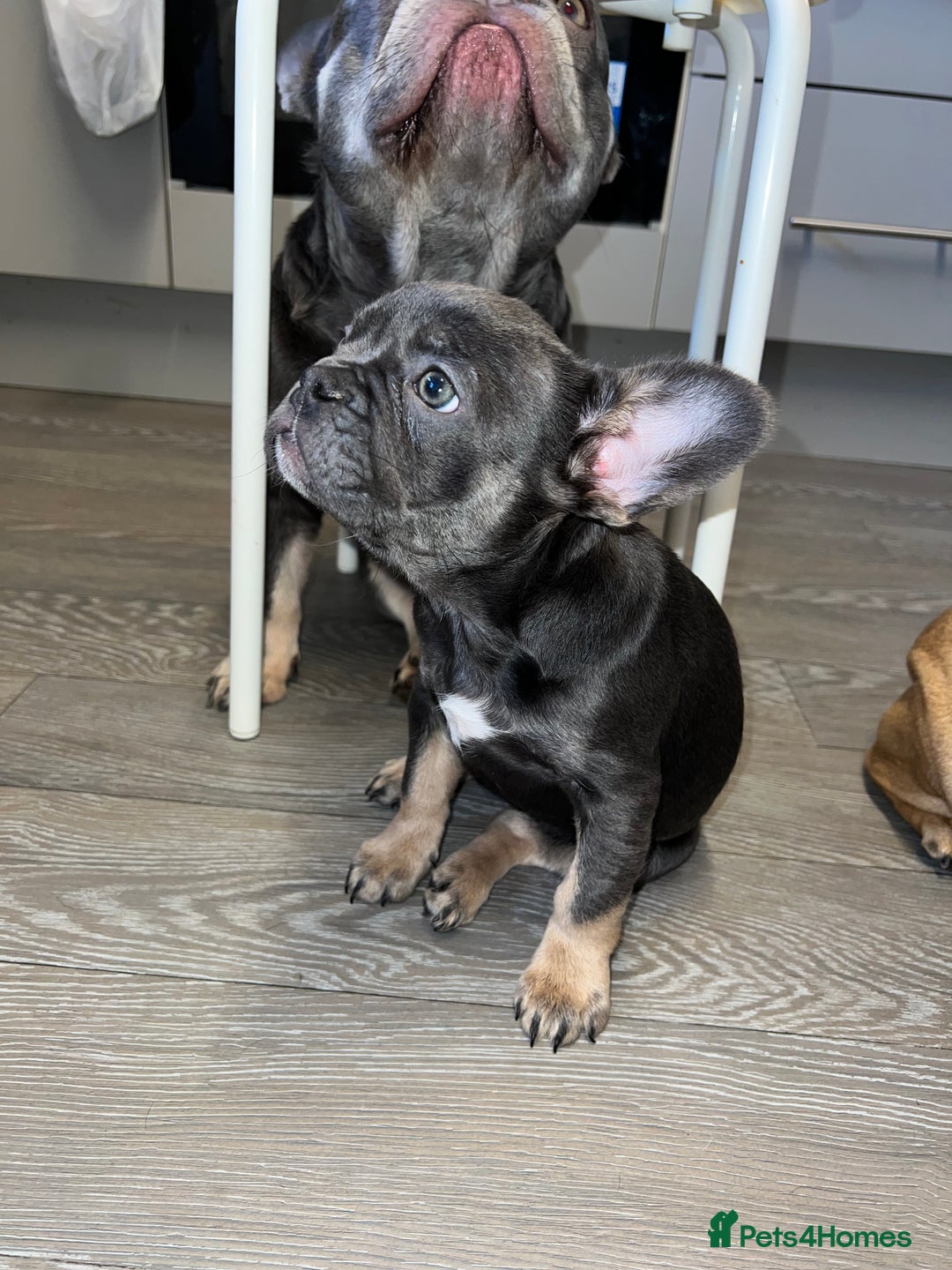 French Bulldog dogs for sale: Adorable Purebred Female French Bulldogs Ready! - Advert 5