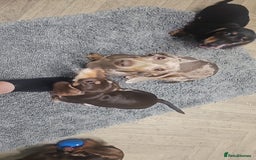 Dachshund dogs for sale: Miniature dachshund puppies  - Image 6